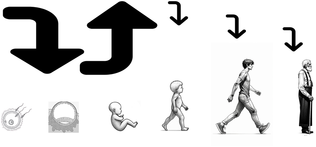 The polycentric aging framework: epigenetic regulation as a