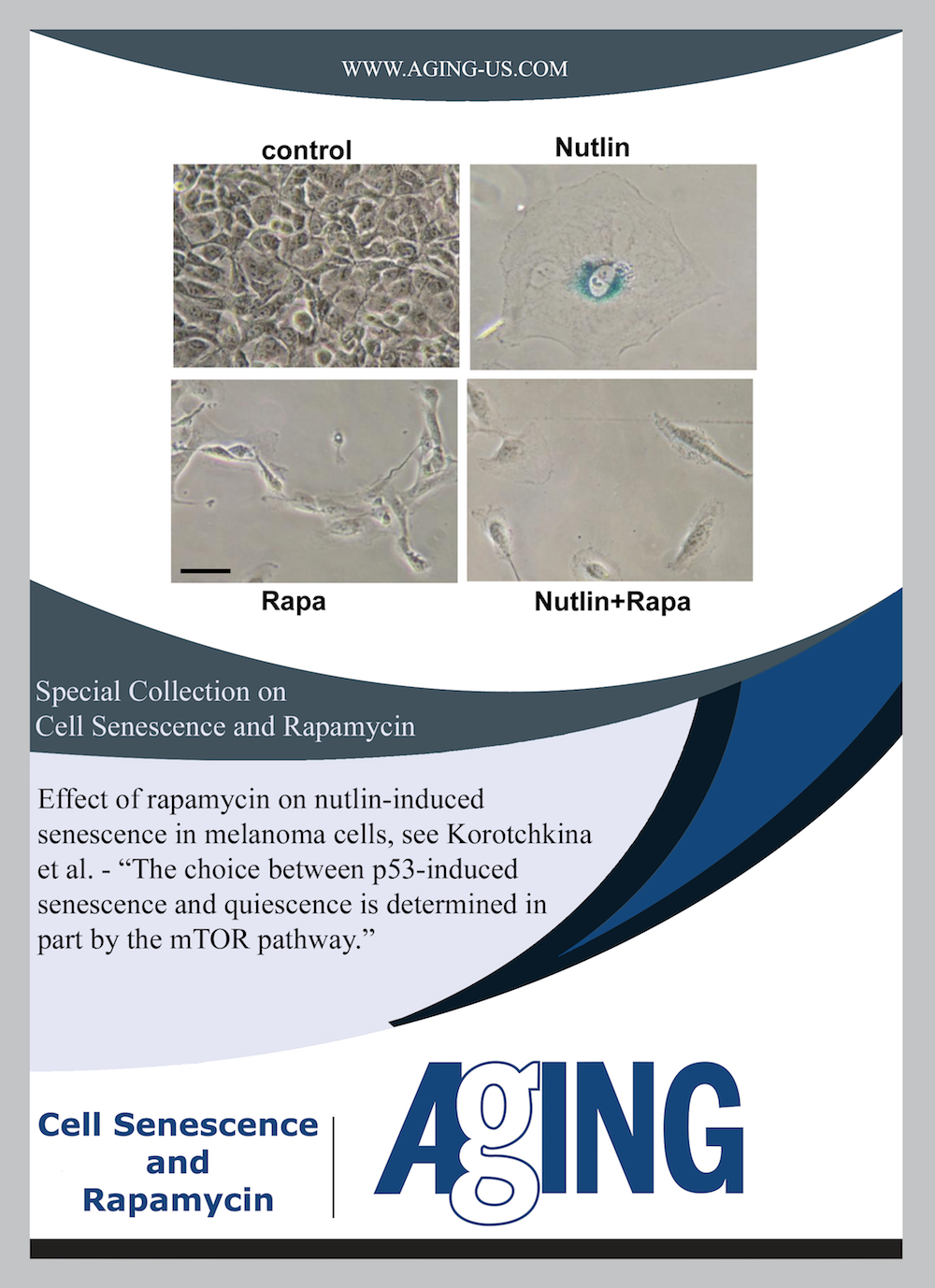 Special Collection on Cell Senescence and Rapamycin